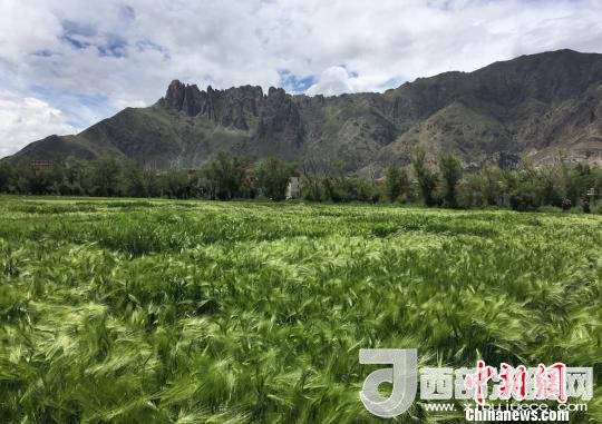 2017年西藏青稞總產(chǎn)量達(dá)到79萬噸，占糧食總產(chǎn)量的77%。圖為西藏青稞?！⊥跤窳?攝