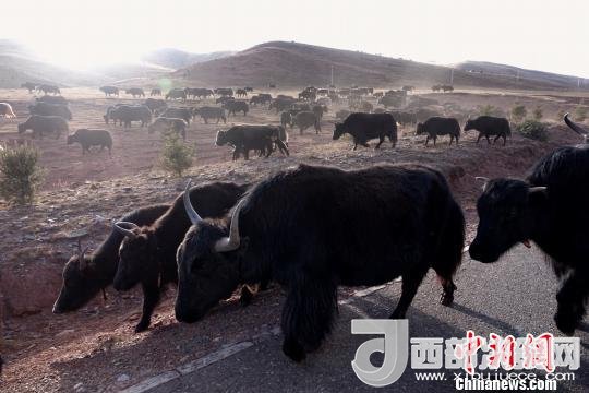西藏每年存欄約420萬頭牦牛，牦牛產(chǎn)業(yè)發(fā)展是推動西藏畜牧業(yè)可持續(xù)發(fā)展和農(nóng)牧民脫貧致富的重要產(chǎn)業(yè)。圖為西藏牦牛?！O翔 攝
