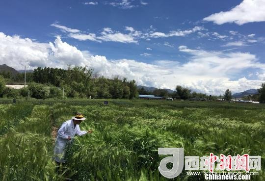 西藏與9家國家重點實驗室合力促青稞增產(chǎn)、牦牛育肥