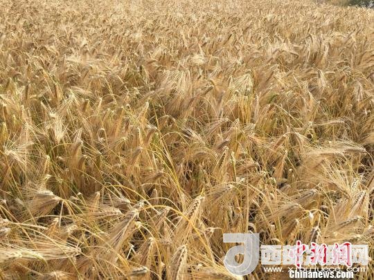 2017年西藏青稞種植面積達(dá)210多萬畝，占糧食播種面積的75%。圖為成熟期的青稞?！⊥跤窳?攝