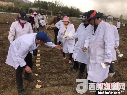 圖為研究員實地調(diào)研青稞生長土壤?！⊥跤窳?攝