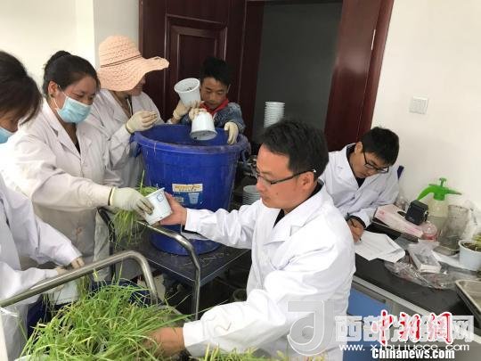 圖為研究員正在調(diào)查青稞感染白粉病情況?！⊥跤窳?攝