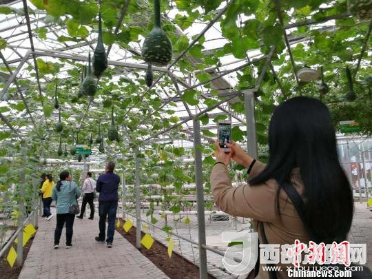 山西省郵政管理局積極推動“一市一品”農(nóng)特產(chǎn)品進城項目。 資料圖 楊杰英 攝