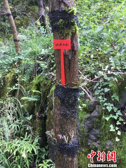 貴州同威生物科技有限公司鐵皮石斛種植?！≈軏?攝