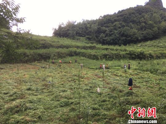 貴州同威生物科技有限公司天麻種植基地。　周嫻 攝