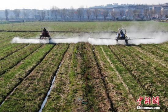 2月20日，南京湖熟街道現(xiàn)代農業(yè)示范園區(qū)內，工作人員駕駛自走式噴霧機給小麥噴灑除草劑。泱波 攝