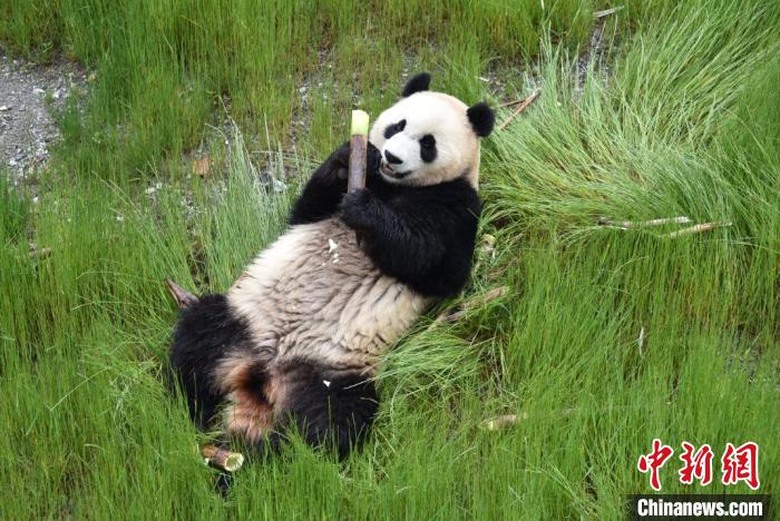 九寨溝熊貓園里的大熊貓?！【耪瘻峡h委宣傳部提供 攝