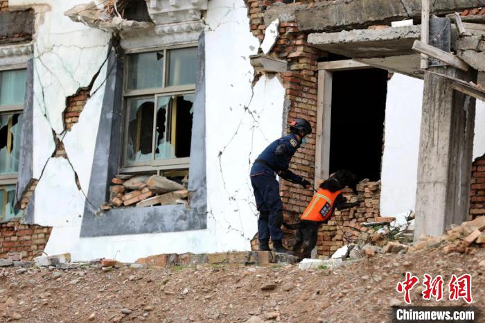 圖為搜救犬進行模擬搜救。青海省應急廳