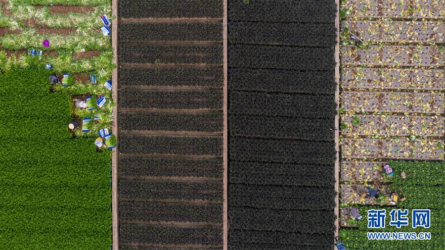 （新華全媒頭條·走向我們的小康生活·圖文互動）（11）綠染云嶺小康路——生態(tài)文明建設(shè)的云南實(shí)踐