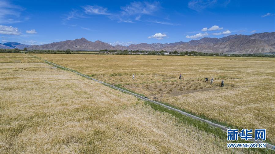 （新華全媒頭條·走向我們的小康生活·圖文互動）（11）扎西德勒，我們的新家園——西藏易地扶貧搬遷搬出幸福美好新生活