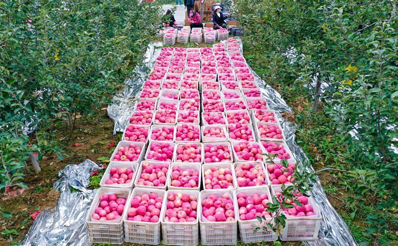 洛川縣永鄉(xiāng)鎮(zhèn)阿寺村果農(nóng)在分揀蘋果。王警攝